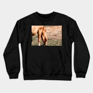 Haflinger on a pasture in summer Crewneck Sweatshirt